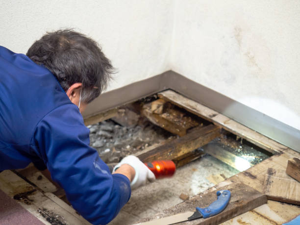 Best Residential Mold Remediation in East Griffin, GA