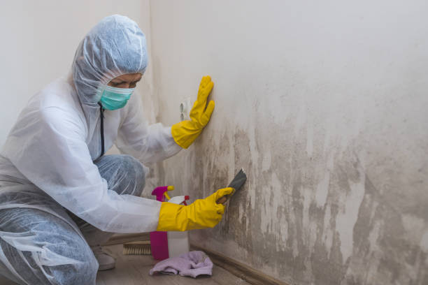 Best DIY Mold Remediation Support Services in East Griffin, GA