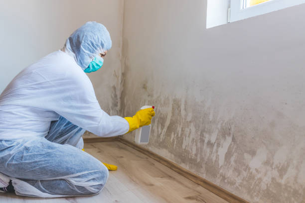 Best Post-Flood Mold Remediation in East Griffin, GA