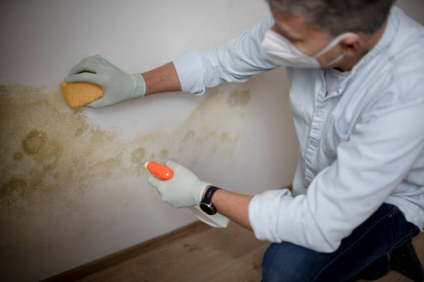 Best Health and Safety Mold Remediation in East Griffin, GA