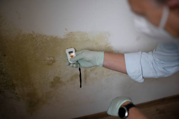 Best Commercial Mold Remediation in East Griffin, GA
