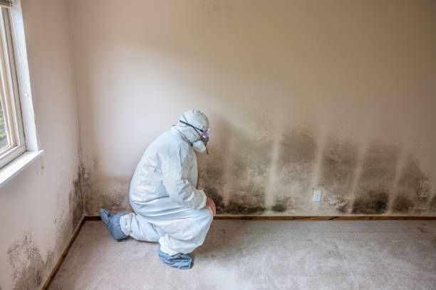 Best Black Mold Remediation in East Griffin, GA