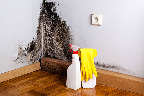 Best Industrial Mold Remediation in East Griffin, GA