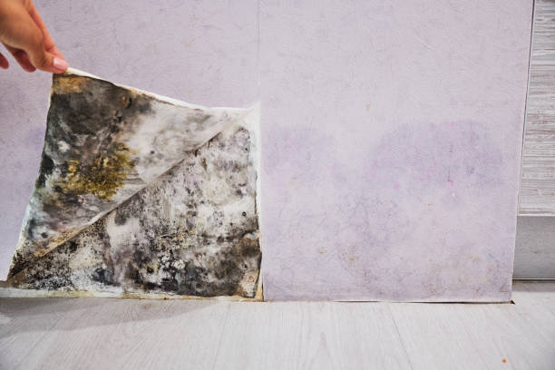 Best Preventive Mold Services in East Griffin, GA